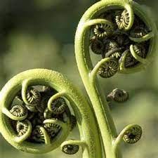 Fractals in nature