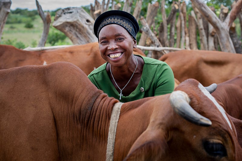 Anick, tending to her cows